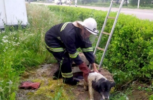 На Житомирщині врятували собаку, який ледь не втопився у ямі. ФОТО