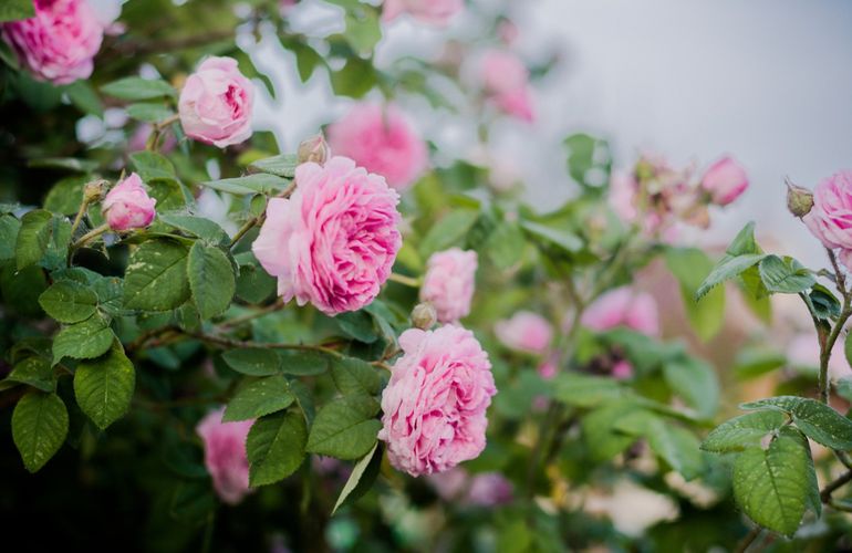 Житомиряне установили рекорд Украины, высадив более 500 кустов роз. ВИДЕО