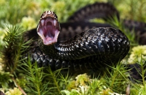 Небезпечні змії атакують село під Житомиром: гадюки все частіше заповзають у двори