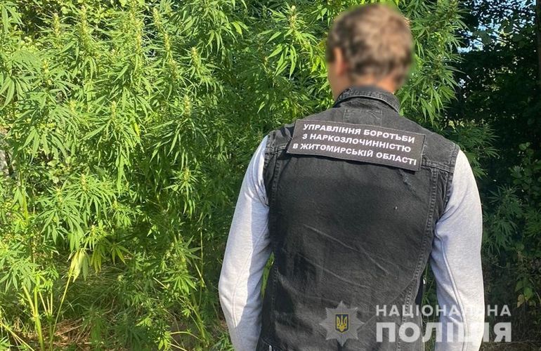 Полиция забрала у жителя области «урожай» конопли стоимостью более 100 000 гривен. ФОТО