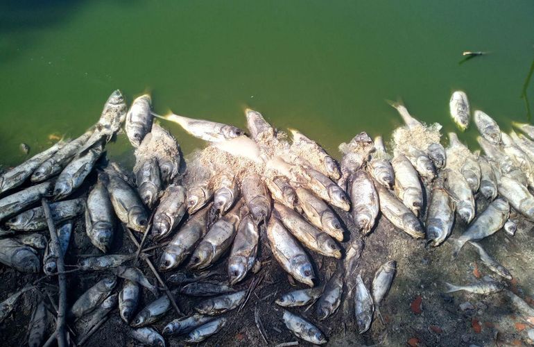Тысячи мертвых рыб выбросило на берег реки в Житомирской области. ФОТО
