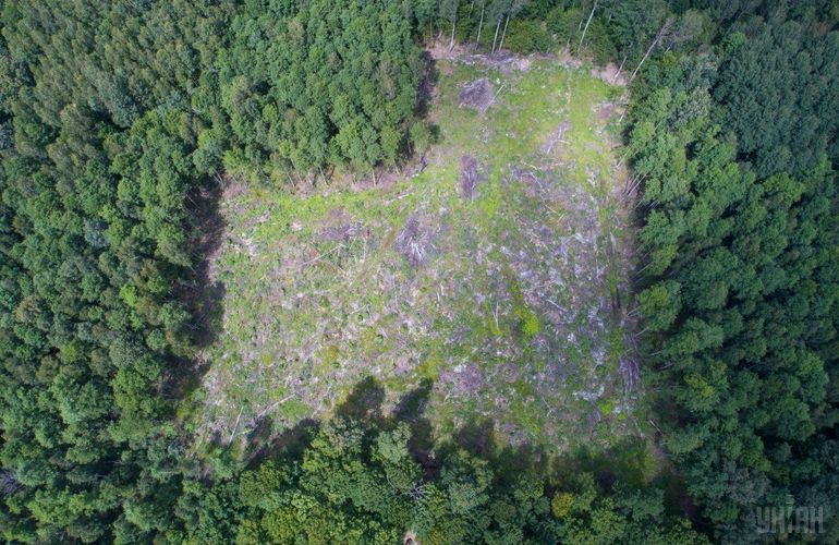 16 гектаров леса на Житомирщине отдадут под застройку монастырю УПЦ МП
