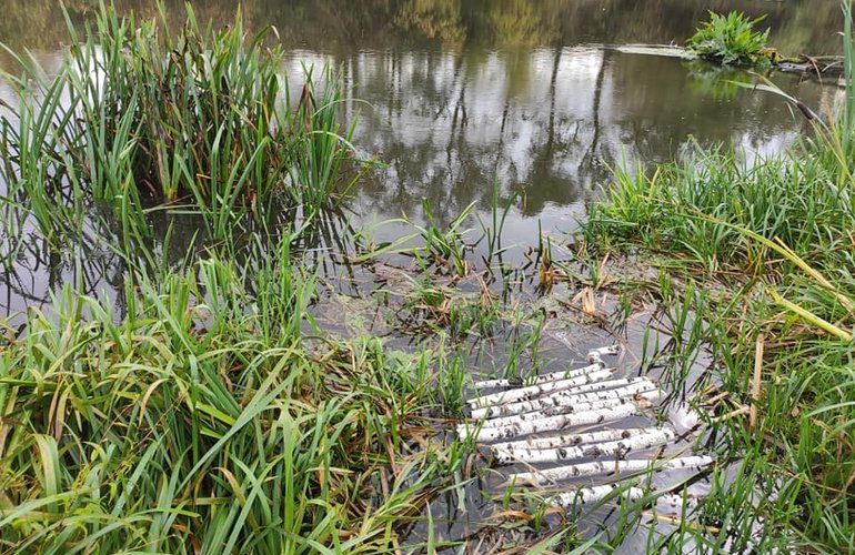 В реке под Житомиром обнаружили тропическую ряску: она ранее не встречалась в Украине