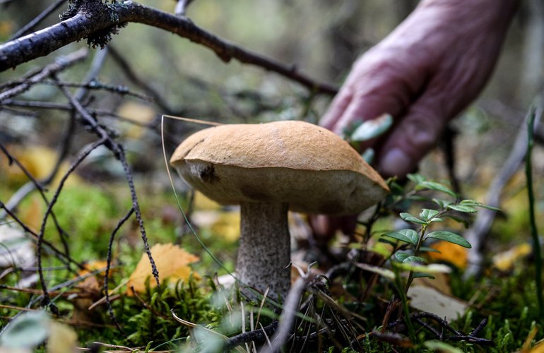 В Житомирской области пенсионерка ушла в лес собирать грибы и пропала