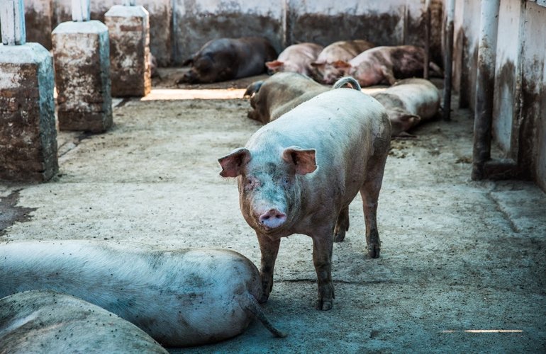 На Житомирщине обнаружили вспышку африканской чумы свиней
