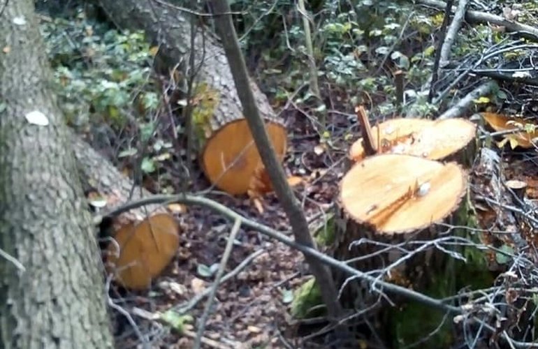 В лесу на Житомирщине незаконно вырубили полторы сотни деревьев