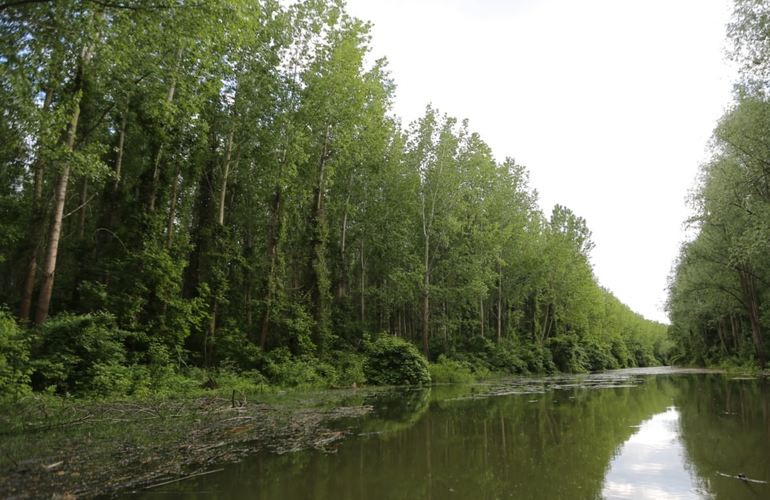 РГА незаконно отдала киевлянину 1,4 га леса под Житомиром: спустя 13 лет решение отменили