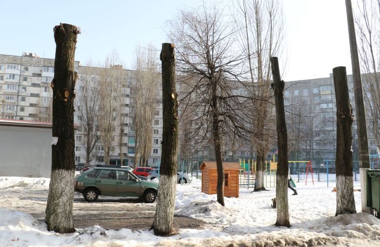 В Житомире частная фирма «кронировала» 20 деревьев, оставив лишь стволы. ФОТО