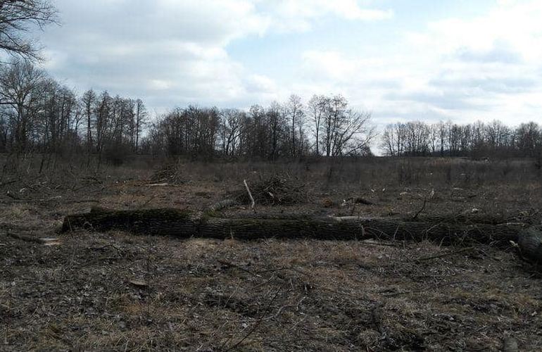 Вдоль трассы Житомир-Бердичев незаконно срубили несколько десятков деревьев – экологи