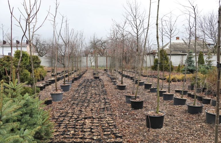 Тотальное озеленение: за один день в Житомире высадят 1000 деревьев