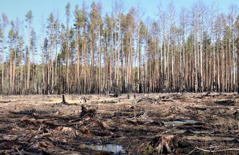 Всемирный фонд дикой природы обнаружил на Житомирщине незаконные вырубки ценного леса
