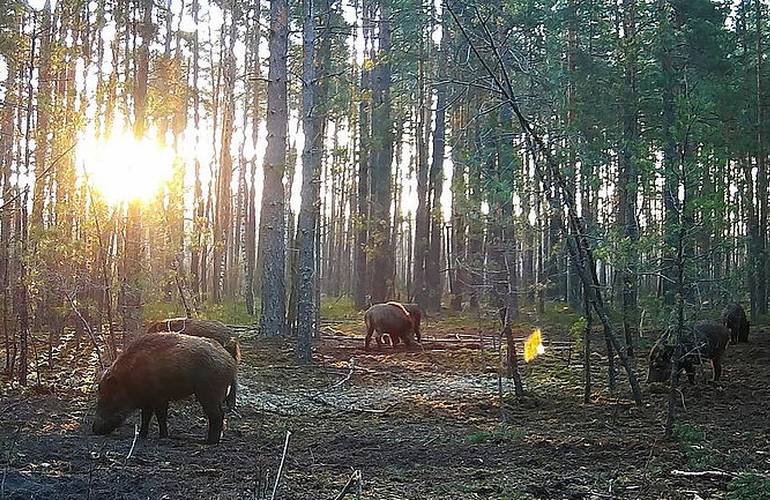В Житомирской области для борьбы с лесонарушителями установили сотню фотоловушек