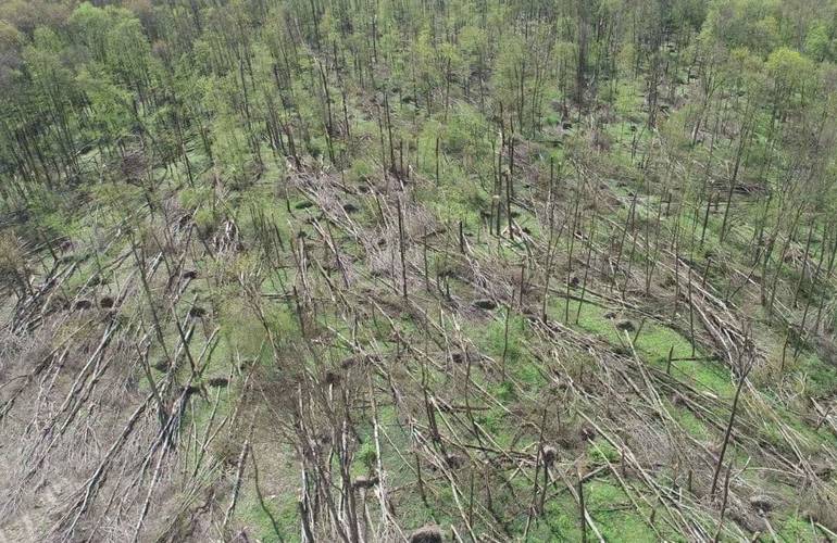 Смерч в Житомирской области повалил сотни деревьев. ФОТО