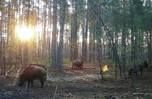 У Житомирській області для боротьби з лісопорушниками встановили сотню фотопасток